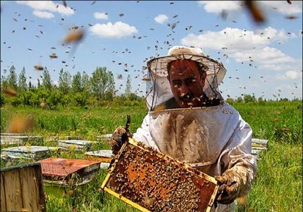 افزایش ۱۳درصدی تولید عسل در استان همدان