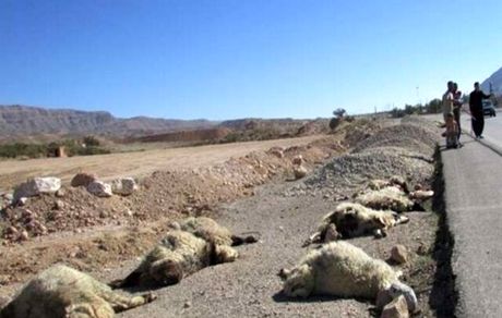 در تصادفی، ۵۰ رأس گوسفند تلف و مجروح شدند