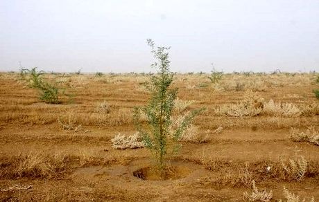 ۳۲ میلیون هکتار بیابان در کشور وجود دارد