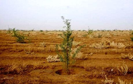 ۳۲ میلیون هکتار بیابان در کشور وجود دارد