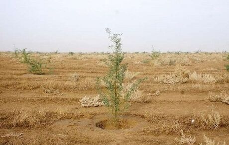 ۳۲ میلیون هکتار بیابان در کشور وجود دارد