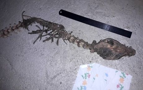 کشف اسکلت "اژدها" در مازندران صحت دارد؟