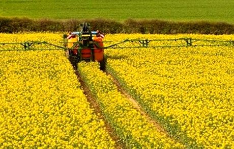 واردات دانه روغنی جایگزین کنجاله سویا شد