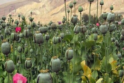 کشف و انهدام مزرعه کاشت خشخاش در اندیمشک