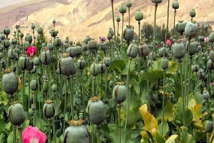 کشف و انهدام مزرعه کاشت خشخاش در اندیمشک