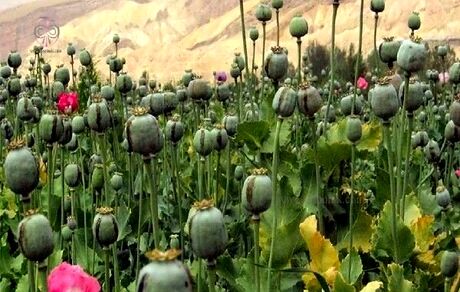 کشف و انهدام مزرعه کاشت خشخاش در اندیمشک
