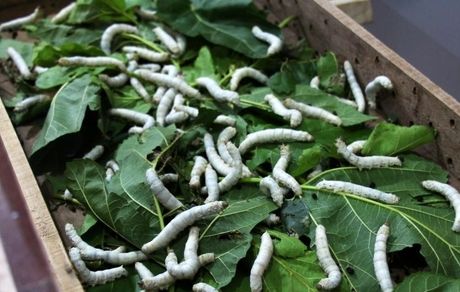 اعلام قیمت مصوب هر کیلو پیله تر ابریشم برای سال ۱۴۰۵