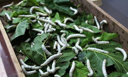 اعلام قیمت مصوب هر کیلو پیله تر ابریشم برای سال ۱۴۰۵