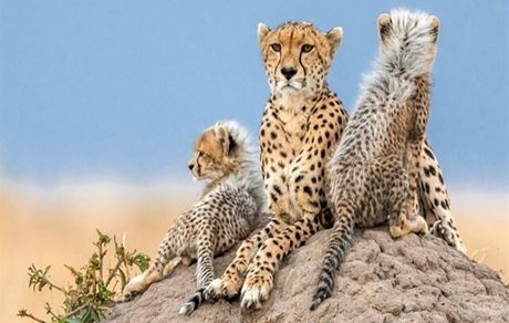 ذخیره بافت توله یوزپلنگ تلف‌شده برای شبیه‌سازی در آینده