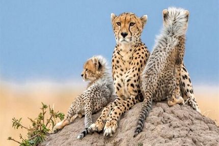 ذخیره بافت توله یوزپلنگ تلف‌شده برای شبیه‌سازی در آینده