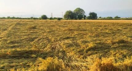 خسارت سنگین بارندگی شدید به مزارع کشاورزی خوزستان 