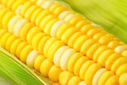 
حاشیه‌سازی برای ذرت‌های اخراجی!
