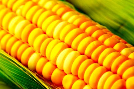 
حاشیه‌سازی برای ذرت‌های اخراجی!
