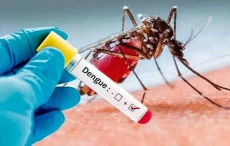 پشه عامل بیماری تب دنگی در آذربایجان‌شرقی دیده شد
