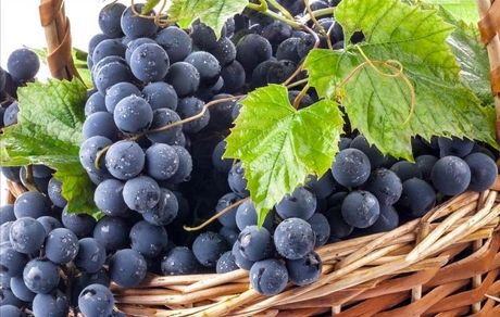 سردشت در آذربایجان‌غربی میزبان چهارمین جشنواره انگور سیاه 