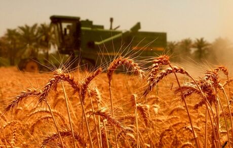 تمام مطالبات گندمکاران پرداخت شد