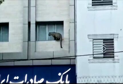 پلنگ در خیابان‌های قائم‌شهر / یک پلیس زخمی شد