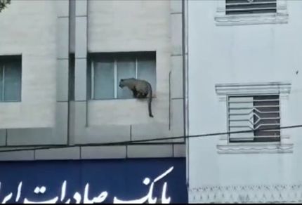 پلنگ در خیابان‌های قائم‌شهر / یک پلیس زخمی شد