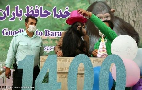 شامپانزه ایرانی به کنیا رسید و درگذشت