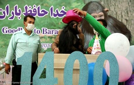 شامپانزه ایرانی به کنیا رسید و درگذشت