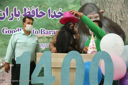 شامپانزه ایرانی به کنیا رسید و درگذشت
