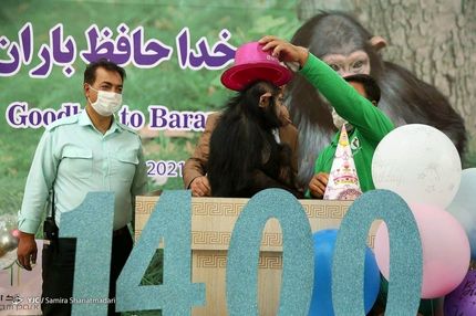 شامپانزه ایرانی به کنیا رسید و درگذشت