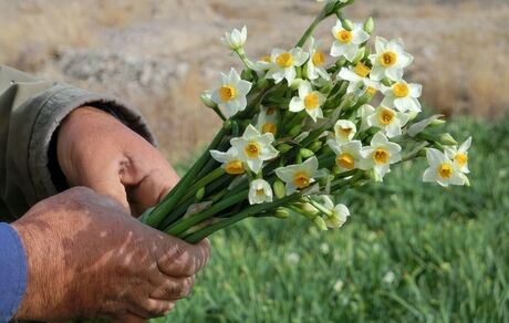 اشتغالزایی ۱۷۰ نفره تولید و برداشت گل نرگس در کردکلای جویبار