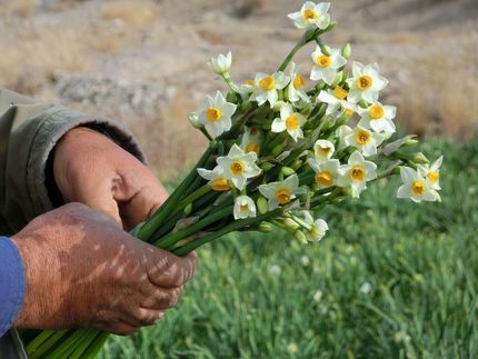 اشتغالزایی ۱۷۰ نفره تولید و برداشت گل نرگس در کردکلای جویبار