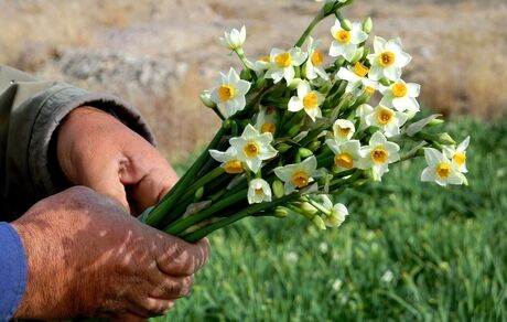 اشتغالزایی ۱۷۰ نفره تولید و برداشت گل نرگس در کردکلای جویبار