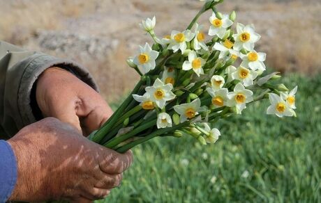 اشتغالزایی ۱۷۰ نفره تولید و برداشت گل نرگس در کردکلای جویبار