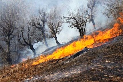 مراتع شهر پاوه در آتش می‌سوزد + ویدئو