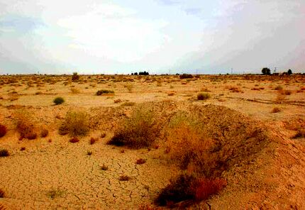 در سخت‌ترین دوران خشکسالی جهانی هستیم/ کاشت گیاهان بوته‌ای بومی با نیاز آبی کم در دستورکار