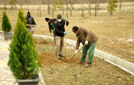 پویش درختکاری سرو ایران تا ۲۹ فروردین ادامه خواهدداشت