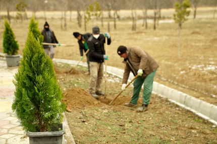 پویش درختکاری سرو ایران تا ۲۹ فروردین ادامه خواهدداشت