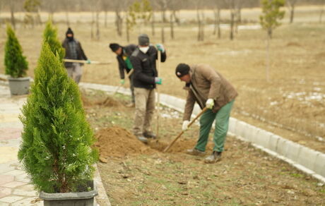 پویش درختکاری سرو ایران تا ۲۹ فروردین ادامه خواهدداشت