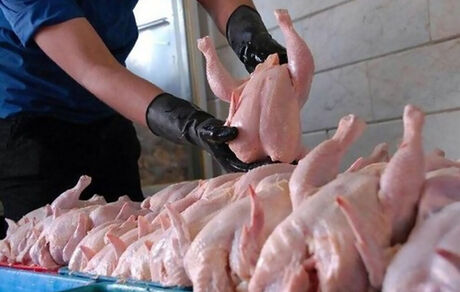 کاهش قیمت مرغ در تهران به ۴۸ هزار تومان