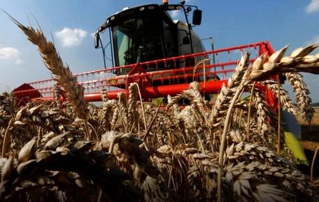 فائو از افزایش قیمت جهانی کالاهای غذایی خبرداد