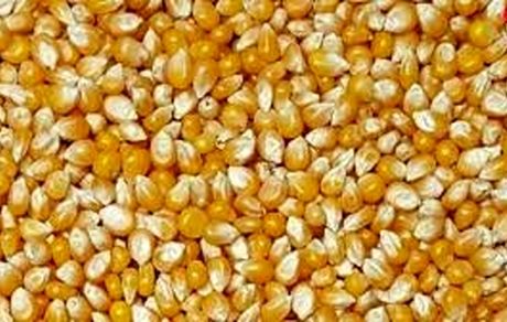 سکوت استاندارد در ماجرای ترخیص ذرت‌های آلوده و چند ابهام!