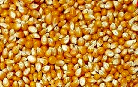 سکوت استاندارد در ماجرای ترخیص ذرت‌های آلوده و چند ابهام!