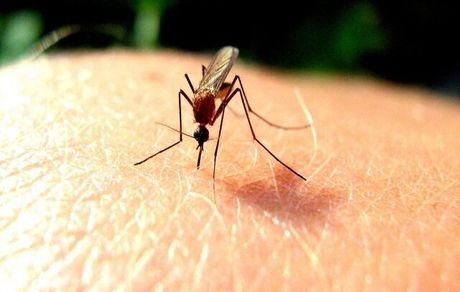 حذف مالاریا در ایران، دیگر فقط یک آرزو نیست