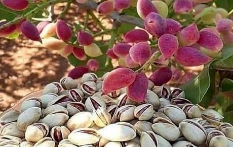 برداشت پسته در خاش پایان یافت