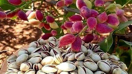 برداشت پسته در خاش پایان یافت