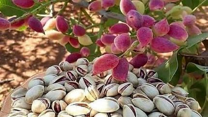 برداشت پسته در خاش پایان یافت