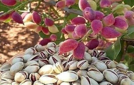 برداشت پسته در خاش پایان یافت