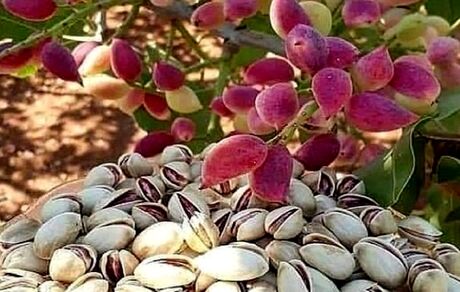 برداشت پسته در خاش پایان یافت
