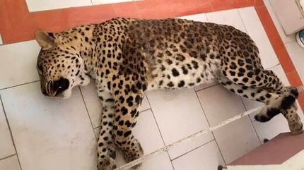 پلنگ جنجالی و سرگردان در قائم‌شهر، تلف شد