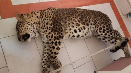 پلنگ جنجالی و سرگردان در قائم‌شهر، تلف شد