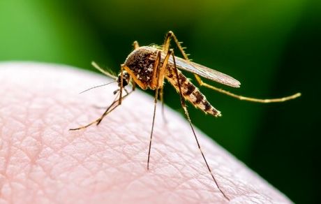 پشه‌ها ویروس کرونا را انتقال می‌دهند؟