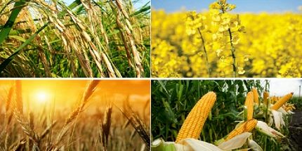 اعلام قیمت خرید تضمینی محصولات اساسی کشاورزی در سال زراعی ۱۴۰۱-۱۴۰۰