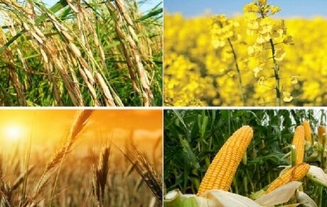اعلام قیمت خرید تضمینی محصولات اساسی کشاورزی در سال زراعی ۱۴۰۱-۱۴۰۰